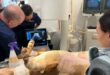 First cooperation of its kind in the world: this is how the dog ‘Mimi’ was saved from one of the most dangerous phenomena